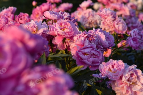 Preview: Field of peonies