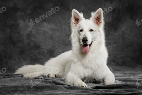 Preview: Studio portrait of an expressive White Swiss Shepherd dog