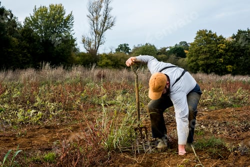 Preview: Farmer standing in a field, harvesting parsnips.