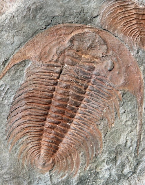 Preview: Fossil of a trilobites from the early ordovician period found in