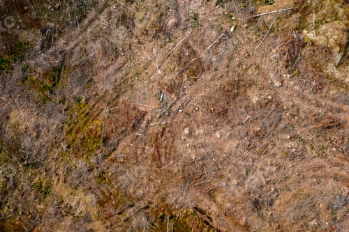 Preview: Damaged nature at a deforestation area
