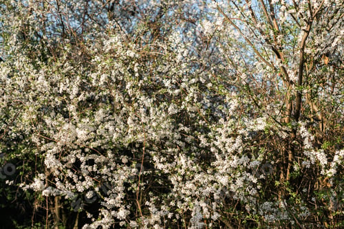 Preview: A blooming branch of apple tree in spring.