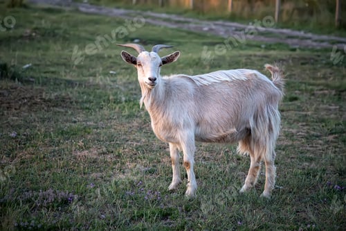 Preview: goat