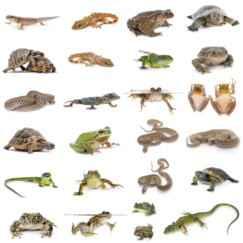 Preview: european reptiles and amphibians