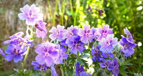 Preview: Summer garden