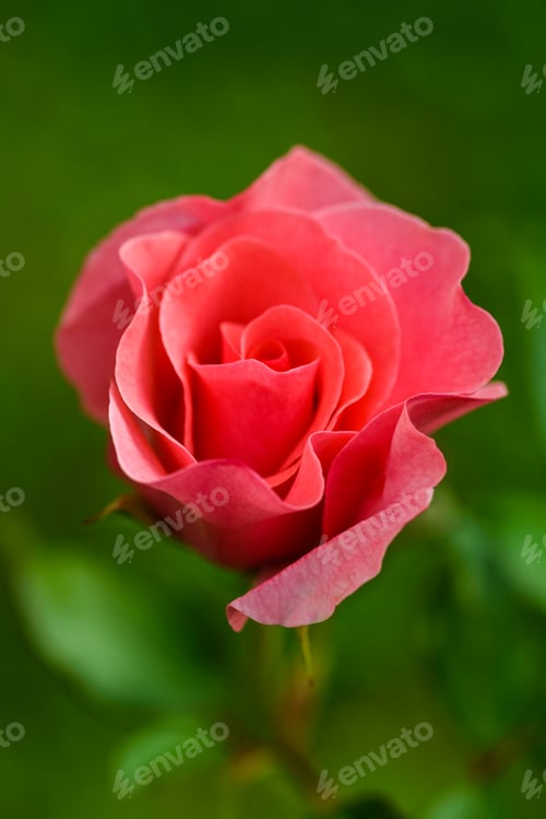 Preview: Coral rose flower at meadow green background