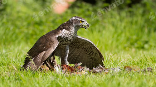 Preview: Goshawk with its prey