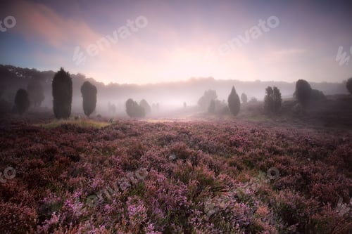 Preview: flowering heather during foggy sunrise