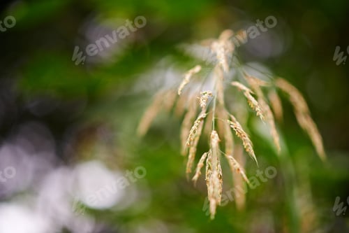 Preview: Nature details