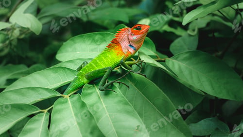 Preview: Common green forest lizard sitting on top of large green leaves, sunbathing in the rainforest.