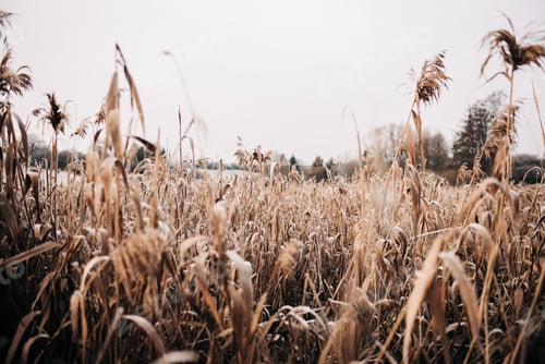 Preview: Field with tall golden frozen grass in winter