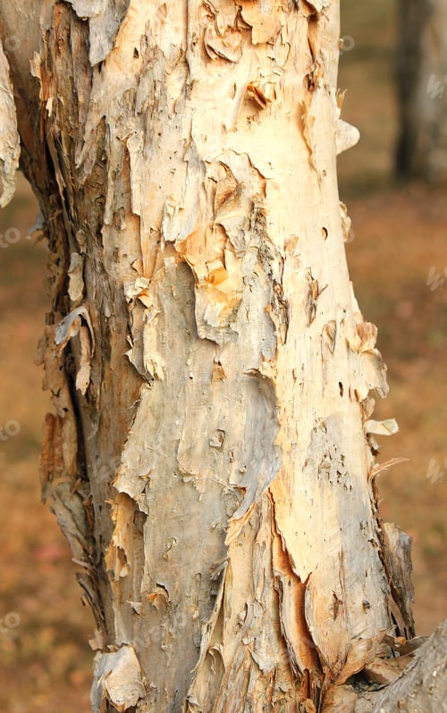 Preview: Paper bark of a eucalyptus tree trunk