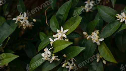 Preview: orange flowers in the garden