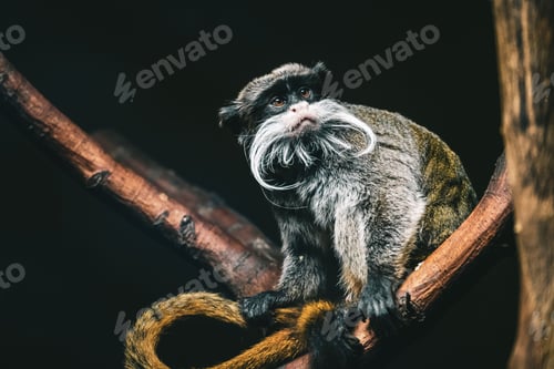 Preview: Macro shot of a cute emperor tamarin (Saguinus imperator) sitting on a tree branch