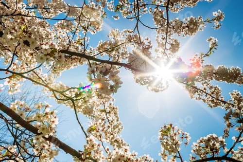 Preview: White cherry blossoms in full bloom, with delicate petals illuminated by the sun’s radiant glow