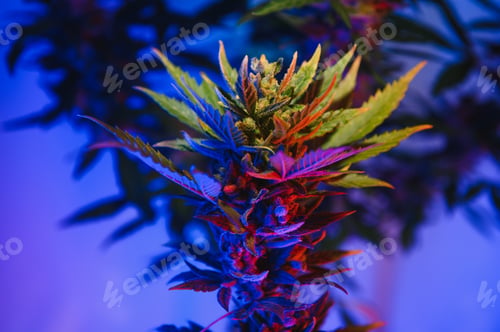Preview: Marijuana medicinal plant in light pastel colors.
