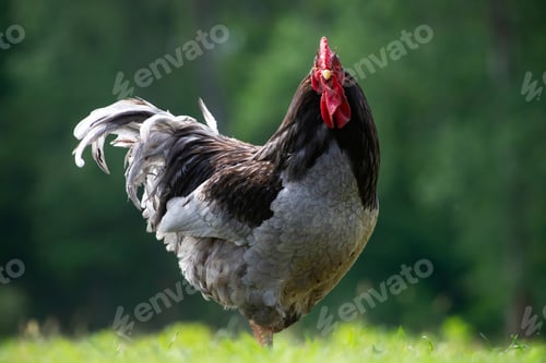 Preview: A proud rooster with a bright red comb struts confidently across a field