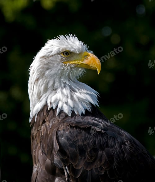 Preview: sea eagle