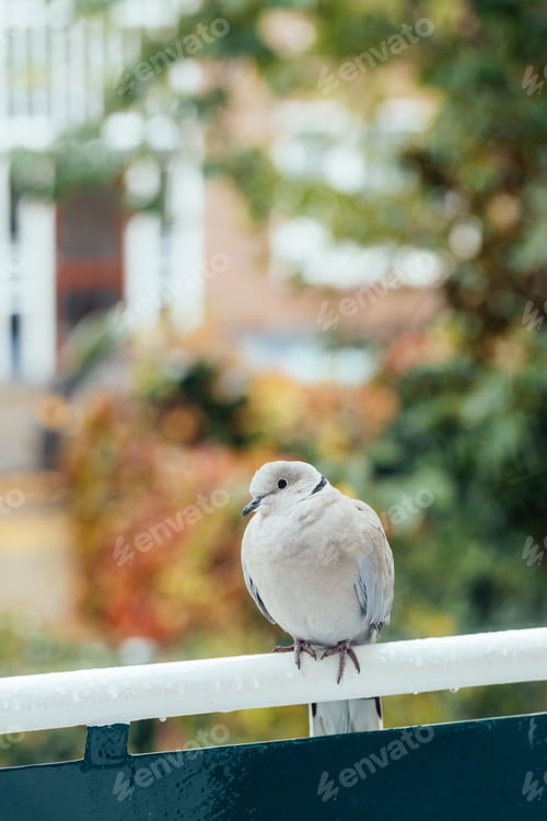 Preview: Beige Eurasian collared dove sitting on railings.