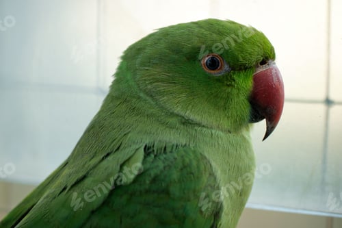 Preview: Closeup of a vibrant green parrot