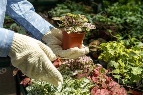 Preview: Caring for plants in a greenhouse in gardening gloves, close-up.