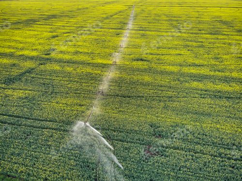 Preview: Center pivot irrigation system on a yellow rapeseed field aerial view
