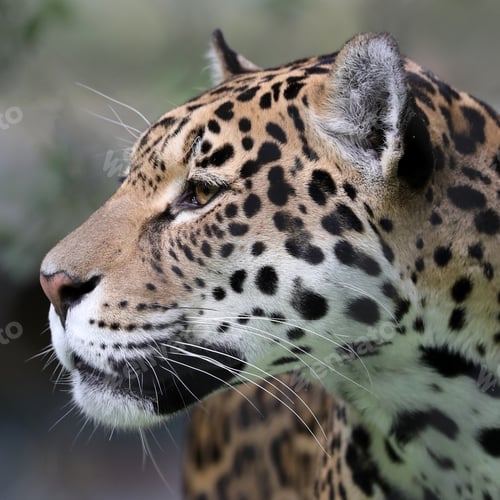 Preview: Jaguar close-up portrait