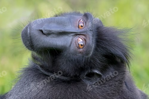 Preview: close-up of a crested macaque monkey, wild animal