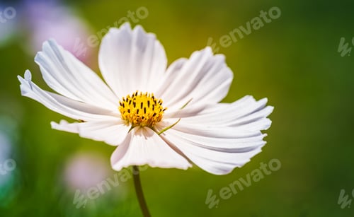 Preview: White flower Cosmos bipinnatus, Apollo White against green background