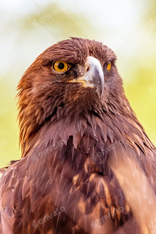 Preview: Closeup Golden Eagle Bird Green Background