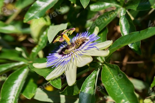 Preview: Passiflora blue plant, flowers close-up, decorative landscaping