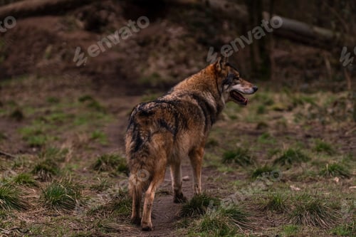 Preview: Closeup shot of a brown wolf in the wilderness