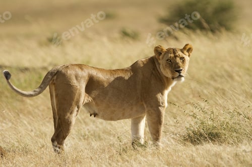 Preview: Magnificent lioness in the middle of the grass covered fields in the African jungles