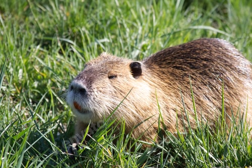 Preview: Wild nutria close-up on the shore in green grass