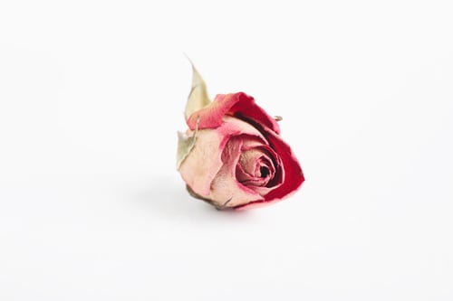 Preview: Beautiful dry rose flower isolated on white