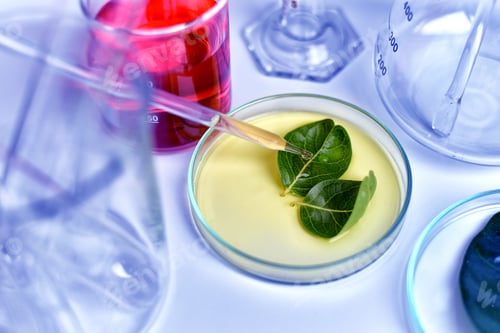 Preview: Botanical Specimen Being Tested in a Laboratory