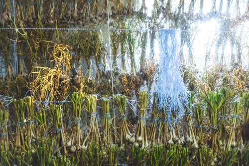 Preview: Lots of Drying Garlic Indoor