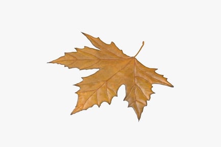 Preview: Yellow Autumn Maple Leaf