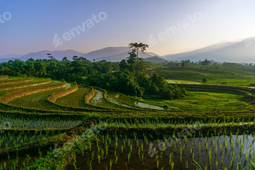 Preview: Beautiful morning view indonesia Panorama Landscape paddy fields with beauty color