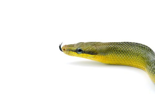 Preview: The red-tailed green ratsnake isolated on white background