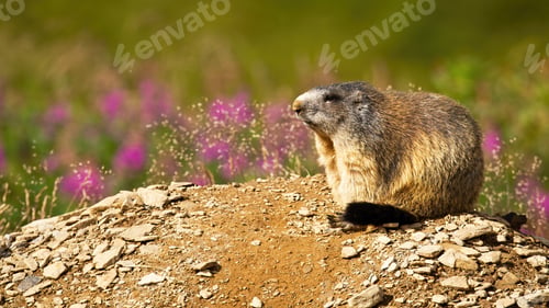 Preview: Alpine marmot resting on a sunny summer day with flowers in background