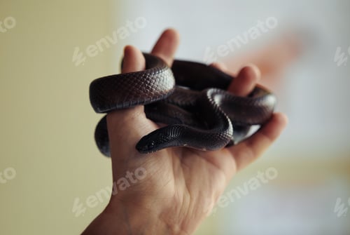 Preview: Little Snake in Hand Close Up