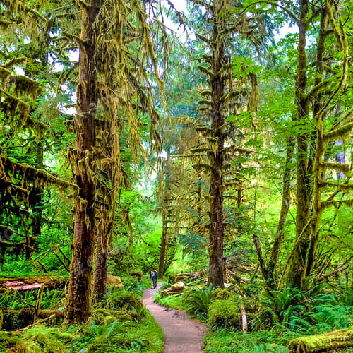 Preview: Lash rain forest hiking trail