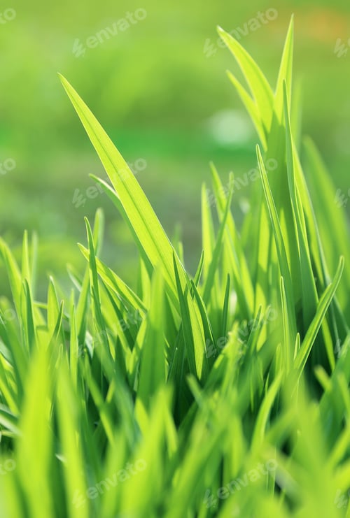 Preview: Fresh green plant