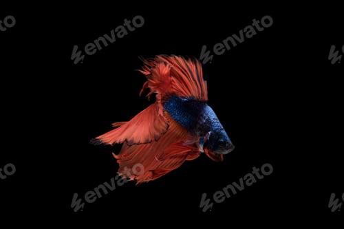 Preview: Beautiful colorful of siamese betta fish