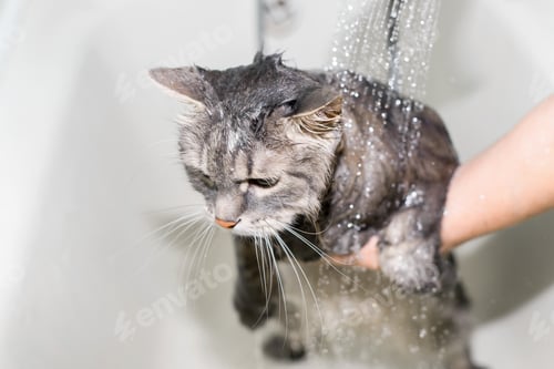 Preview: Cat taking a shower. Female hands washing the cat. Gray green-eyed cat plaintively looking to the