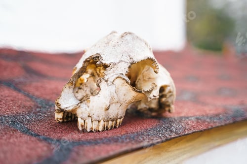 Preview: Skull of homeless animal, surviving dog. Skeleton bone head with teeth on street of village,old