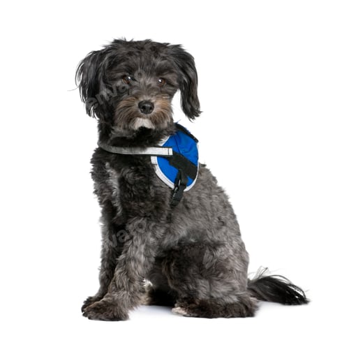 Preview: Bastard dog, 2 years old, sitting in front of white background, studio shot
