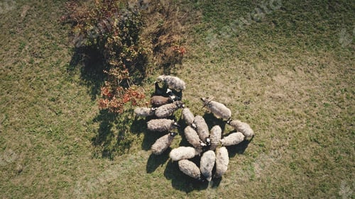 Preview: Top down closeup farm animal aerial. Sheeps at mountain grass pasture. Autumn nature landscape