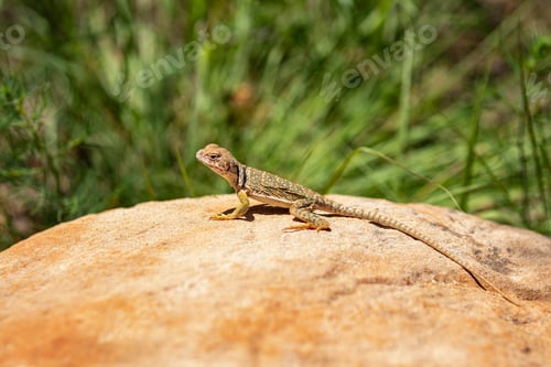 Preview: lizard perched on a boulder in the wilderness
